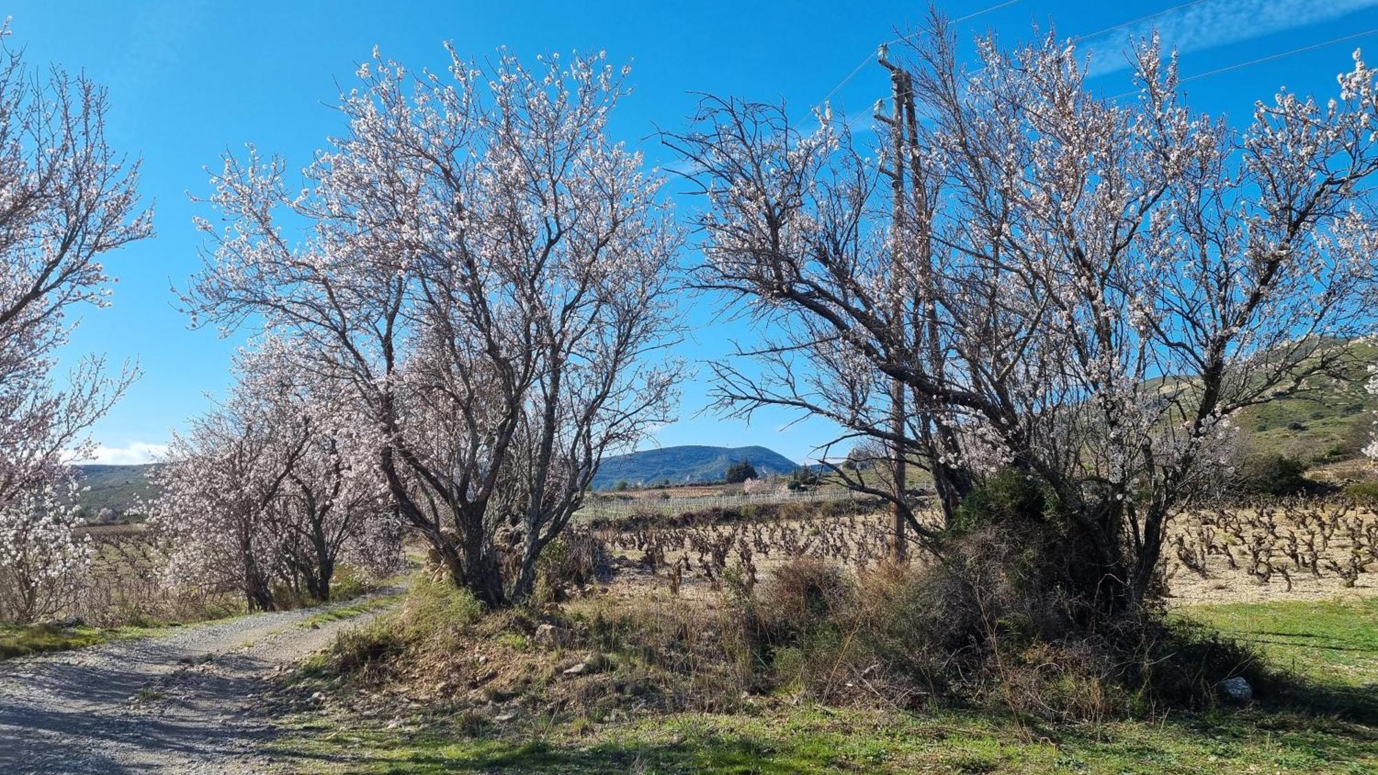Gite Rue Tranquille Padern Dış mekan fotoğraf