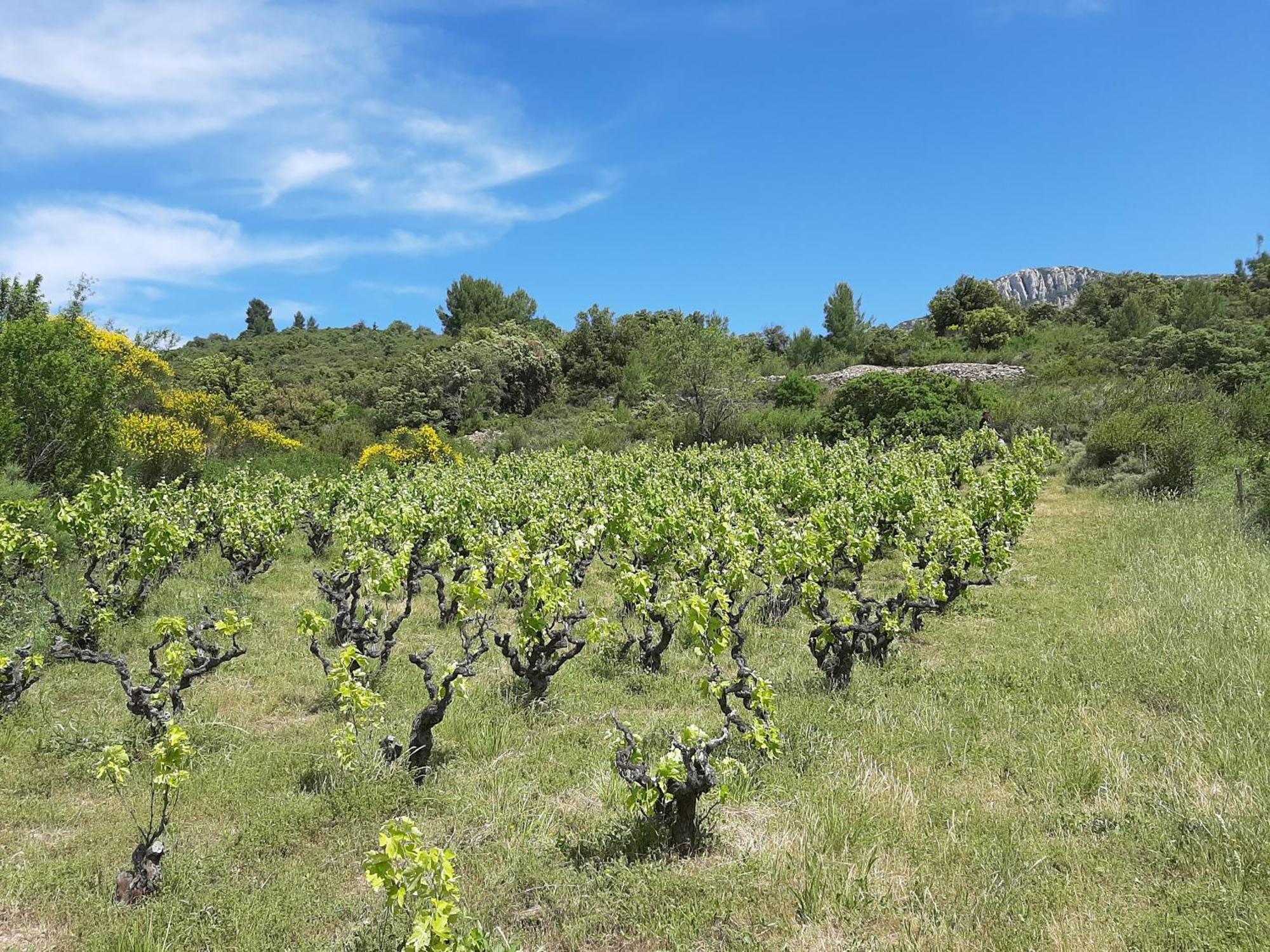 Gite Rue Tranquille Padern Dış mekan fotoğraf